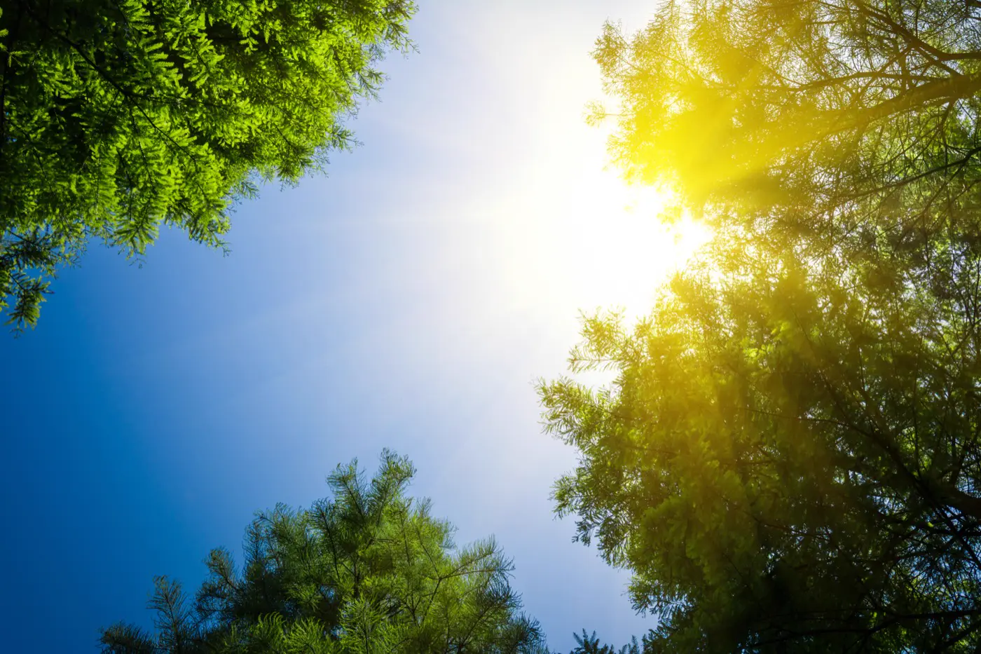Baumkronen vor blauem Himmel mit Sonne