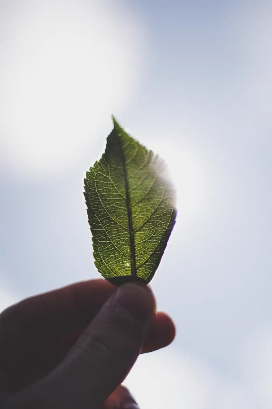 Pure Air Emissionsmessung Nachmessung Hand hält ein grünes Blatt gegen den hellen Himmel